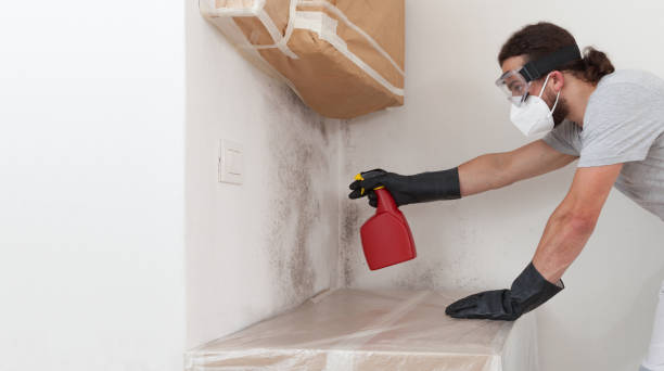 Professional Black Mold Remediation technician working in Saint James, NY